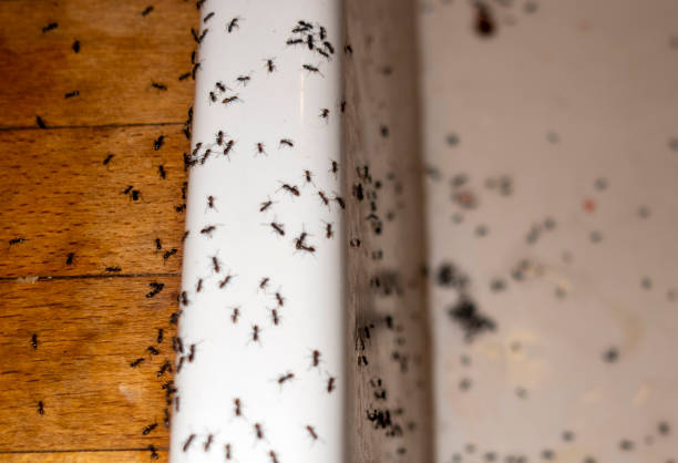 Best Affordable Pest Control Services  in Spring Valley, MN
