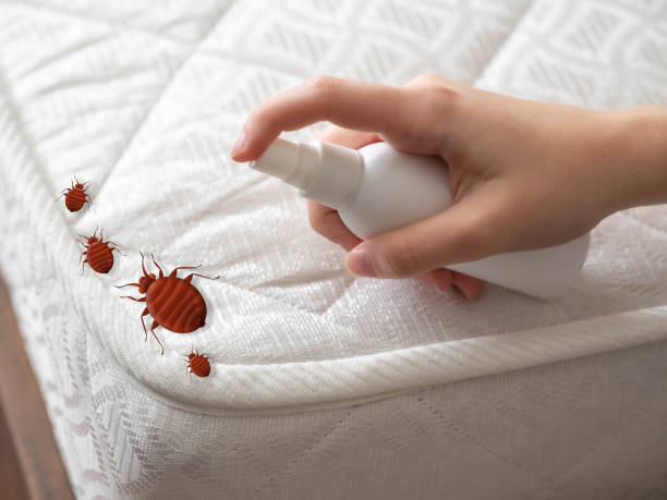 Best Flea Control Services  in Spring Valley, MN