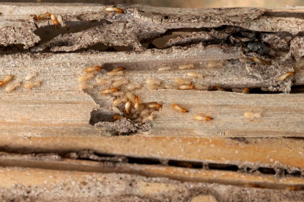 Best Commercial Pest Control Services  in Spring Valley, MN